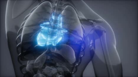 Human-Heart-Radiology-Exam